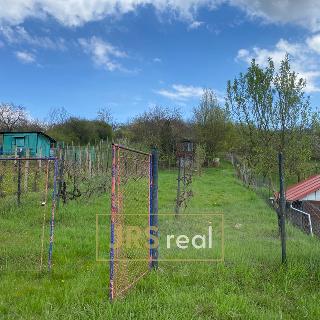 Prodej zahrady 3 456 m² Hustopeče, 