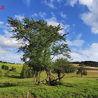 Prodej stavební parcely 1169 m&sup2; Malá Morava