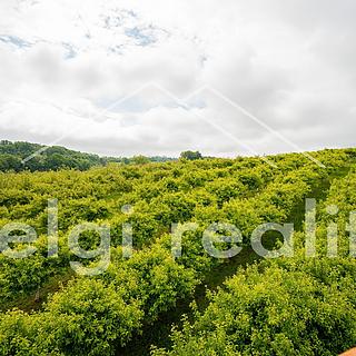 Prodej ostatních pozemků 9760 m&sup2; Polom