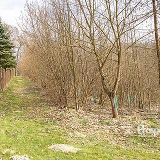 Prodej lesa 2712 m&sup2; Železný Brod