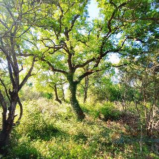 Prodej stavební parcely 1 792 m² v Chorvatsku