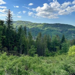 Prodej lesa 31907 m² Dolní Lomná