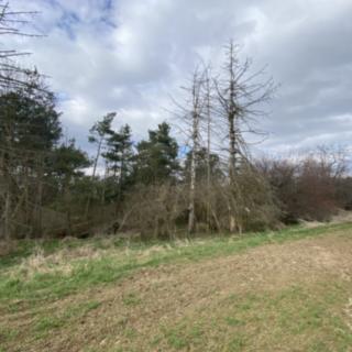 Prodej lesa 560 m² Slavičky