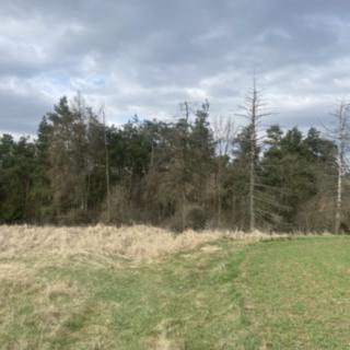 Prodej lesa 2084 m² Slavičky
