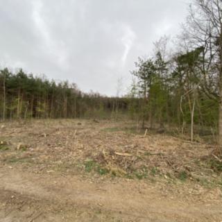 Prodej lesa 4537 m² Bílé Podolí
