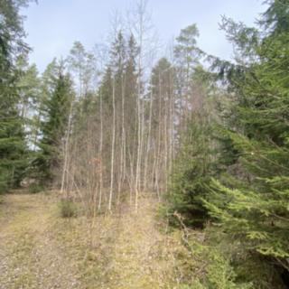 Prodej lesa 1 511 m² Pačejov