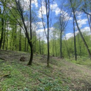 Prodej lesa 2902 m² Lipová