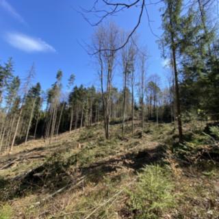 Prodej lesa 10749 m² Zábřeh