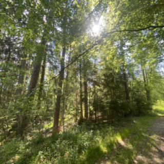 Prodej lesa 1 300 m² Kladruby