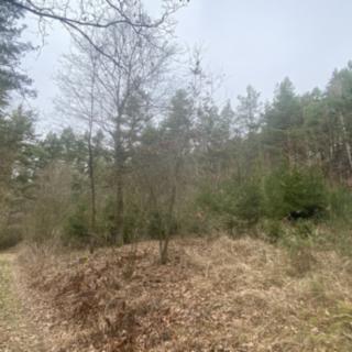 Prodej lesa 2 768 m² Miloňovice Sudkovice