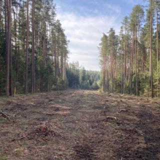 Prodej lesa 7 764 m² Újezdec