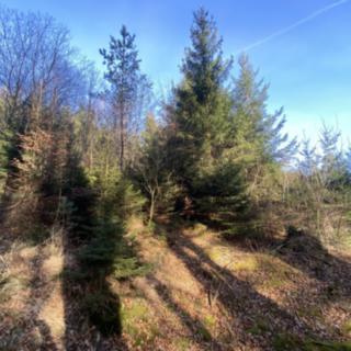 Prodej lesa 11 769 m² Ústí