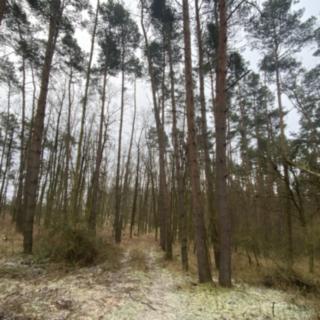 Prodej lesa 1 532 m² Kozojedy