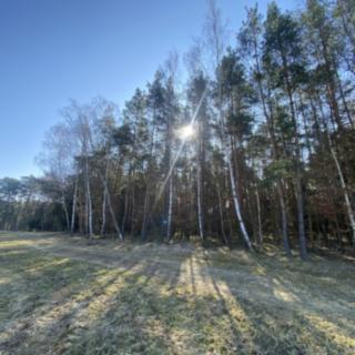 Prodej lesa 2 222 m² Všehrdy