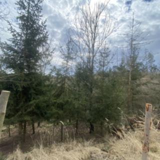 Prodej lesa 1 273 m² Kožichovice