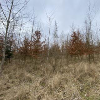 Prodej lesa 2 269 m² Kožichovice