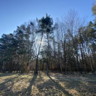 Prodej lesa 2 994 m² Všehrdy