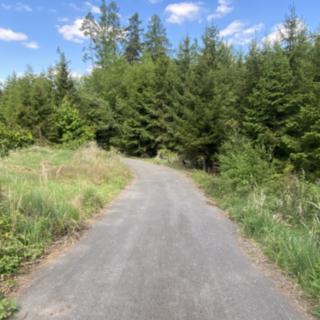 Prodej lesa 287 m² Kladruby