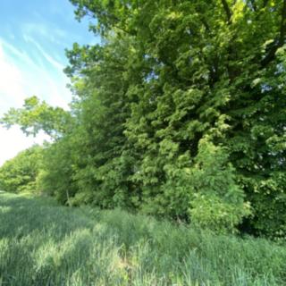 Prodej lesa 373 m² Třebovice