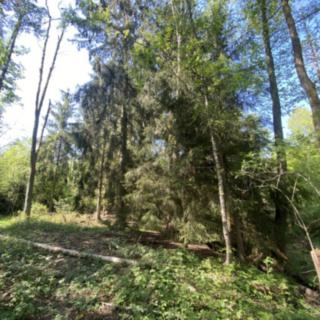 Prodej lesa 626 m² Kladruby