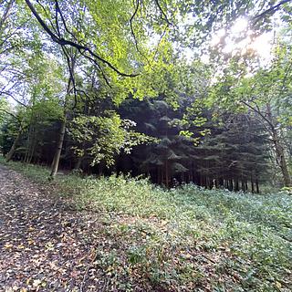 Prodej lesa 15278 m² Lánov