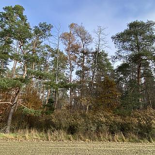 Prodej lesa 617 m² Chářovice