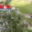 Prodej stavební parcely 1 224 m² Javornice