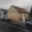 Prodej rodinného domu 161 m² Hostomice, Vrbenského