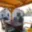 Prodej chaty 80 m² Suchohrdly, 