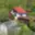 Prodej chaty 50 m² Kosmonosy, Pod Oborou