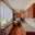 Prodej bytu 3+1 67 m² Tachov, Sládkova