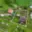 Prodej chaty 50 m² Homole, 