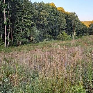 Prodej louky 13 984 m² Šebířov