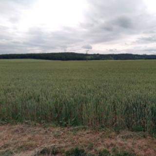 Prodej zemědělské půdy 7 003 m² Jinačovice