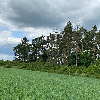 Dražba lesa 1 122 m² Blížejov