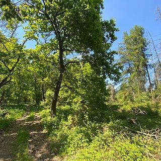 Dražba lesa 15 167 m² Kropáčova Vrutice