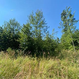 Dražba lesa 2269 m² Kožichovice