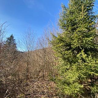 Dražba lesa 11769 m² Ústí