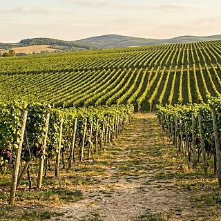 Prodej ostatního pozemku 99 149 m² Mikulov