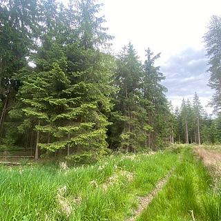 Dražba lesa 3 197 m² Blížejov