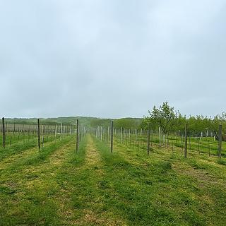 Prodej ostatních pozemků 2471 m² Blatnice pod Svatým Antonínkem
