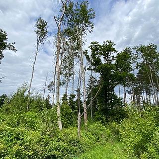 Dražba lesa 4 481 m² Blížejov