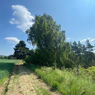 Dražba lesa 6551 m² Slavičky