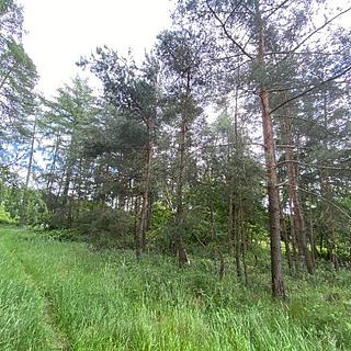 Dražba lesa 4 624 m² Blížejov