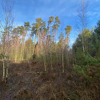 Dražba lesa 5 028 m² Veliny