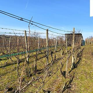 Prodej komerčního pozemku 1748 m² Bzenec