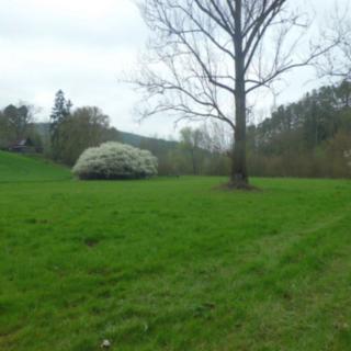 Prodej louky 4250 m² Zdětín