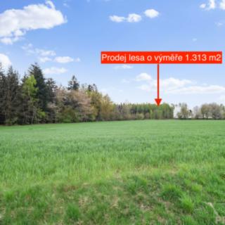 Prodej lesa 1 313 m² Holetín Horní