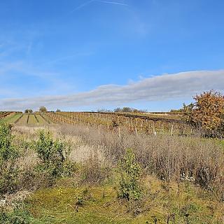 Prodej stavební parcely 814 m² Starý Poddvorov