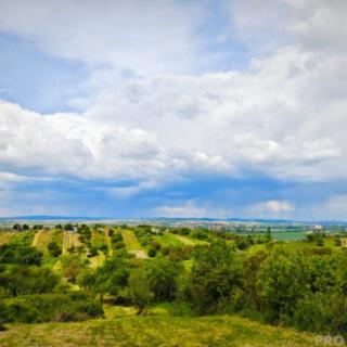 Prodej zahrady 7961 m² Blučina